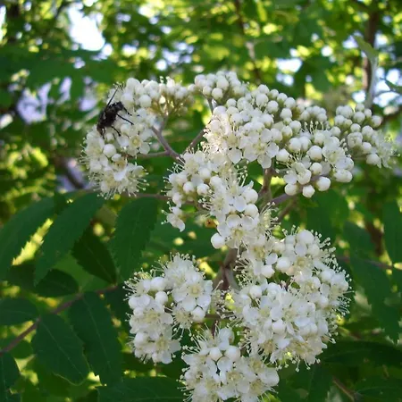 Appartement Hirner Fügen