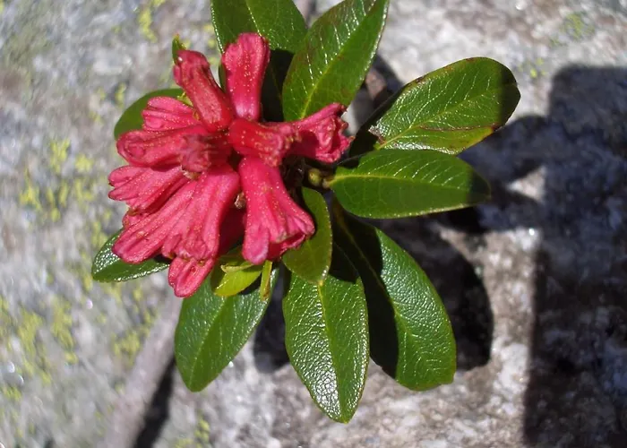 Apartment Hirner Fügen
