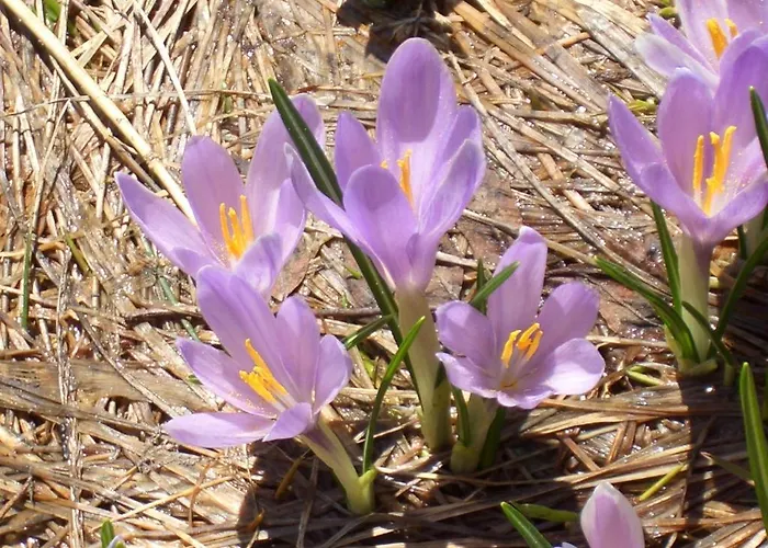 Hirner Apartment Fügen